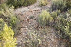 Lagomorpha