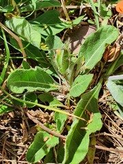 Crossandra subacaulis