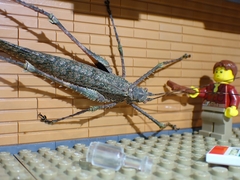 Phricta spinosa