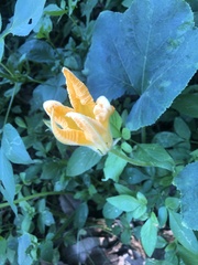 Cucurbita moschata
