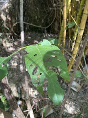 Callicarpa formosana