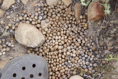 Lagomorpha