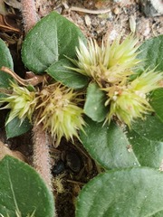 Alternanthera pungens