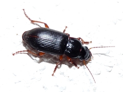 Harpalus rufipes