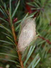 Orgyia pseudotsugata