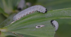 Phymatocera aterrima
