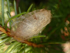 Orgyia pseudotsugata