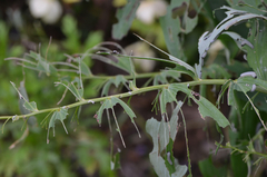 Phymatocera aterrima