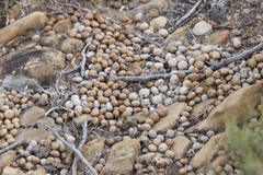 Lagomorpha