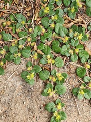 Alternanthera pungens