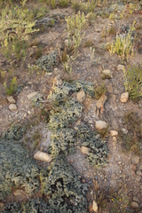 Macledium spinosum