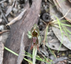 Pterostylis aciculiformis