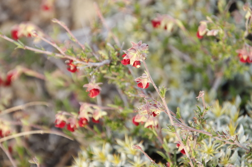 Image of Hermannia filifolia by (c) Tony Rebelo, some rights reserved (CC BY-SA)
