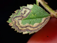 Stigmella anomalella