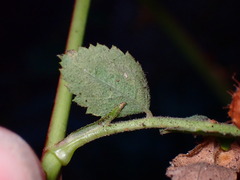 Stigmella anomalella