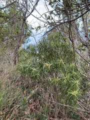 Myrsine linearifolia