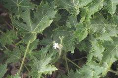 Cnidoscolus multilobus