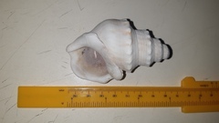 Struthiolaria papulosa