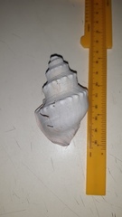 Struthiolaria papulosa
