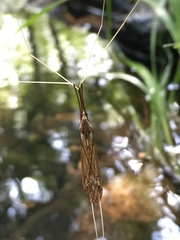 Brachypremna dispellens