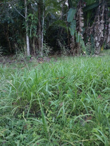 Paspalum paniculatum image