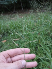 Paspalum paniculatum