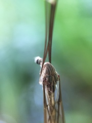 Brachypremna dispellens