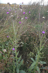 Cirsium canum