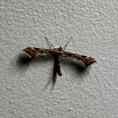 Platyptilia carduidactylus