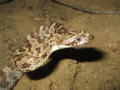 California Lyresnake