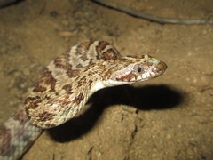 Trimorphodon lyrophanes