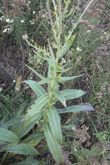 Cirsium canum