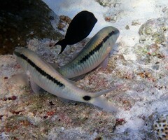 Parupeneus barberinus