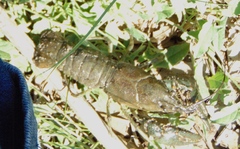 Faxonius virilis