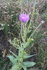 Cirsium canum