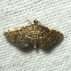 Anageshna primordialis