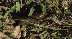 Faxonius virilis