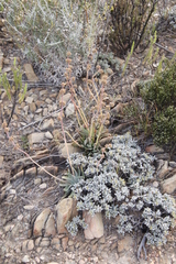 Crassula nudicaulis