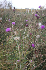 Cirsium canum