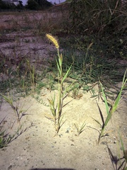 Setaria italica