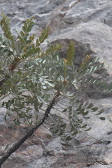 Pseudosmodingium virletii