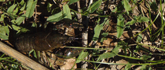 Faxonius virilis