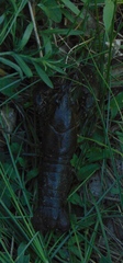 Faxonius virilis