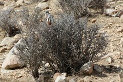 Ammospermophilus leucurus