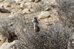 Ammospermophilus leucurus