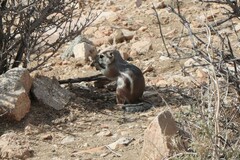 Ammospermophilus leucurus