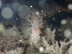 Eupentacta quinquesemita