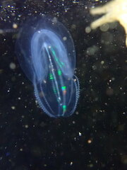 Bolinopsis microptera