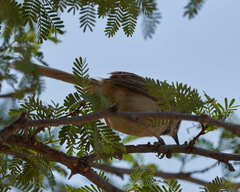 Prinia flavicans