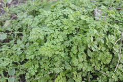 Anthriscus cerefolium